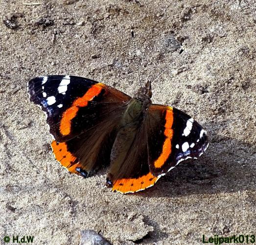 Leijpark013 10, 11 & 12 July 2021 