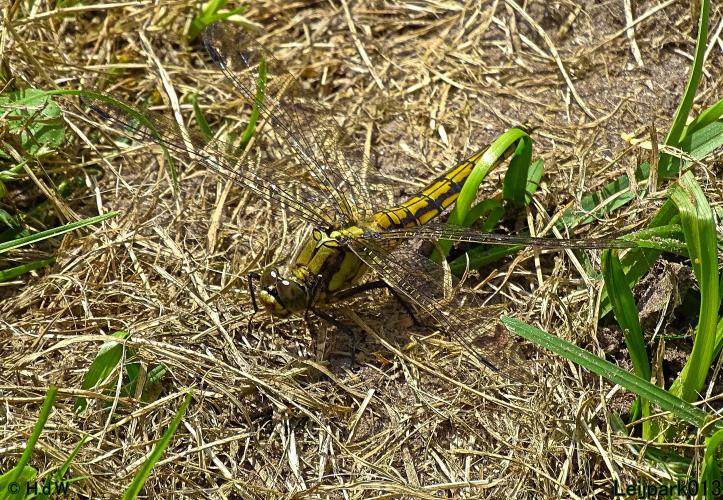 Leijpark013 10, 11 & 12 July 2021 