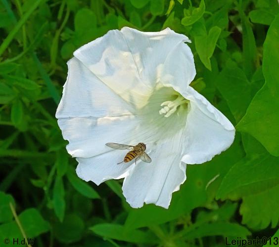 Leijpark013 10, 11 & 12 July 2021 