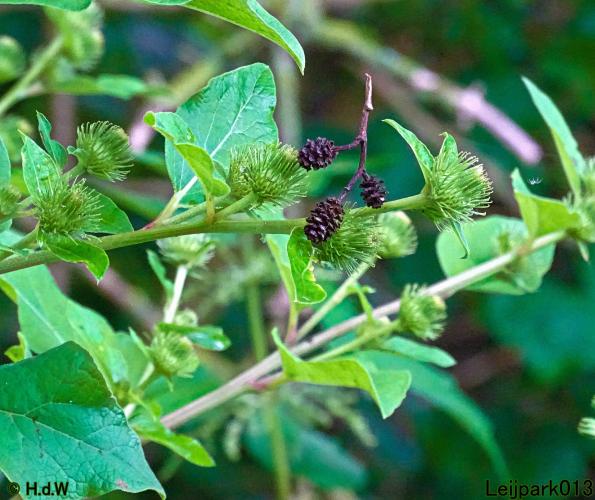 Leijpark013 10, 11 & 12 July 2021 