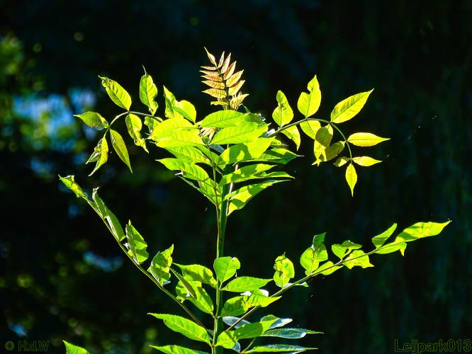 Leijpark013 10, 11 & 12 July 2021 