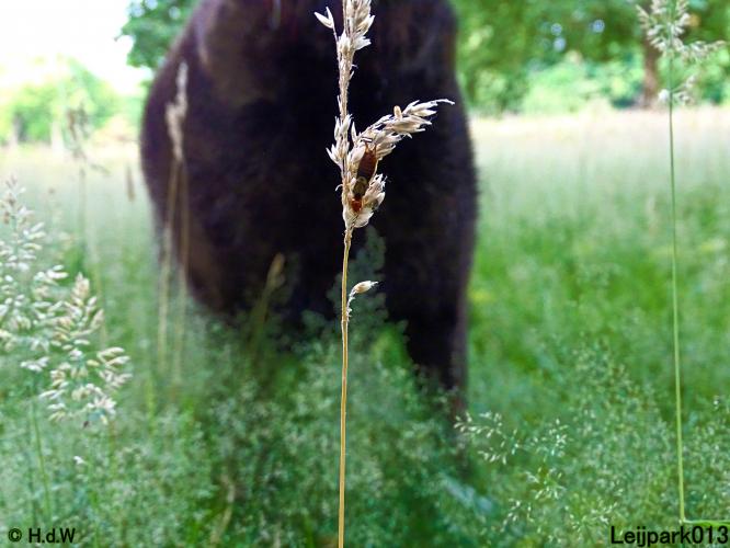 Leijpark013 10, 11 & 12 July 2021 