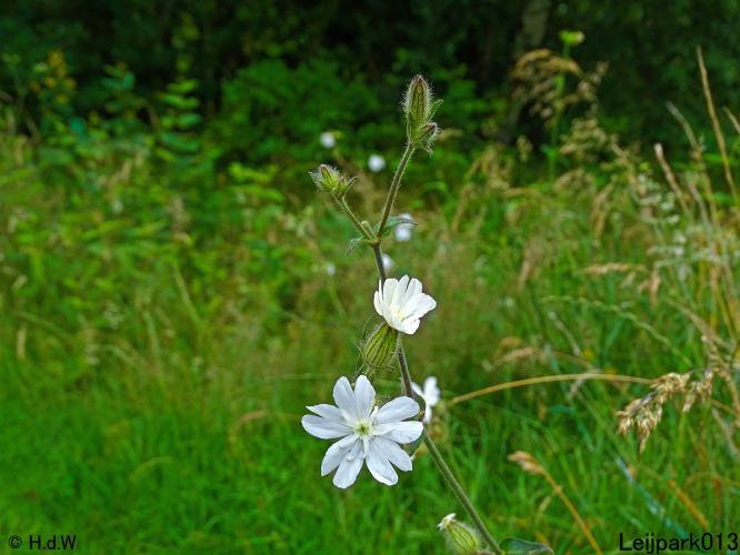 Leijpark013 10, 11 & 12 July 2021 