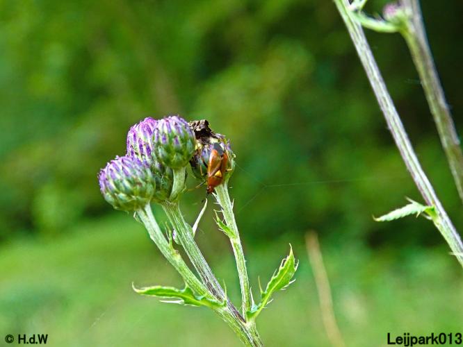 Leijpark013 10, 11 & 12 July 2021 