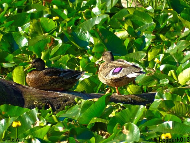 Leijpark013 10, 11 & 12 July 2021 