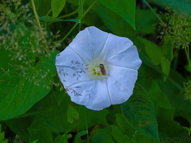 Leijpark013 10, 11 & 12 July 2021 