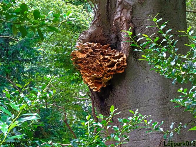 Leijpark013 10, 11 & 12 July 2021 