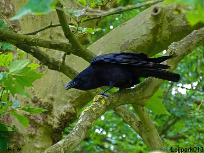 Leijpark013 10, 11 & 12 July 2021 