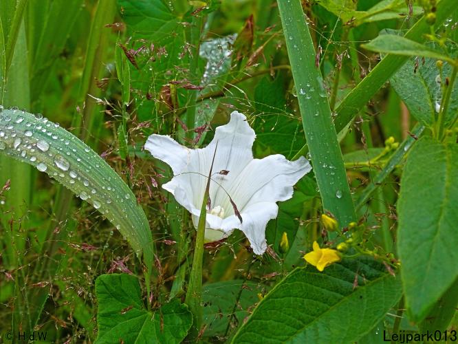 Leijpark013 10, 11 & 12 July 2021 