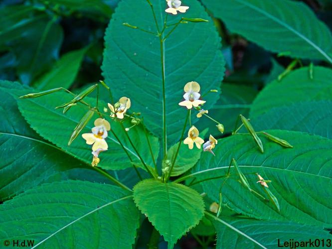 Leijpark013 10, 11 & 12 July 2021 