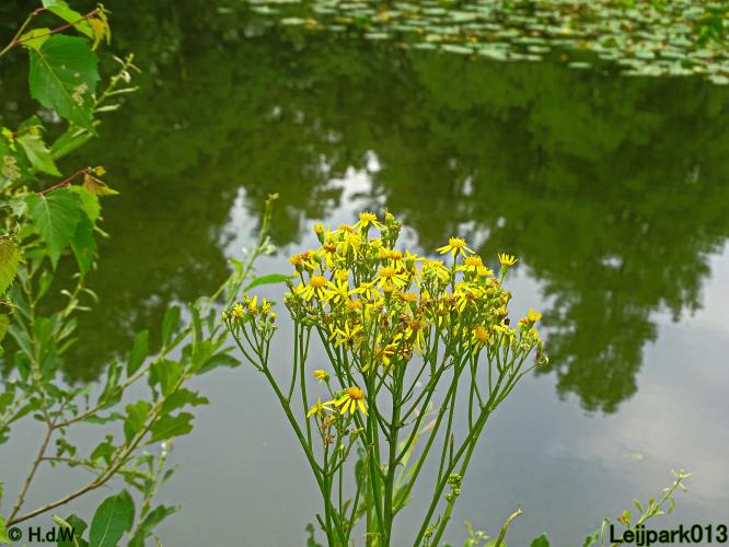 Leijpark013 10, 11 & 12 July 2021 