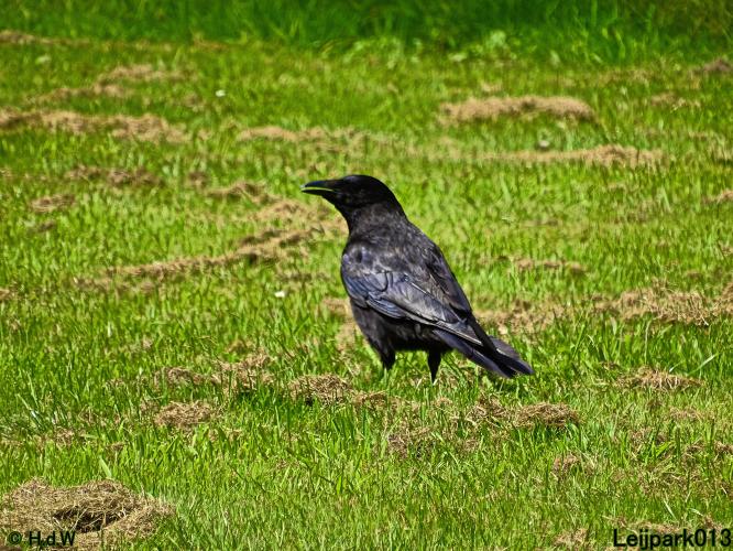 Leijpark013 10, 11 & 12 July 2021 