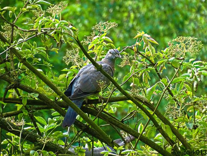 Leijpark013 10, 11 & 12 July 2021 