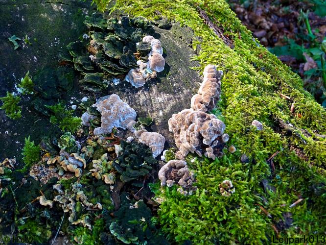 Leijpark013 10, 11 & 12 July 2021 