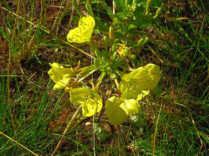 Leijpark013 10, 11 & 12 July 2021 