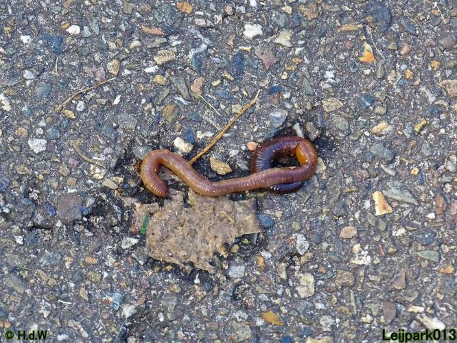 Leijpark013 10, 11 & 12 July 2021 