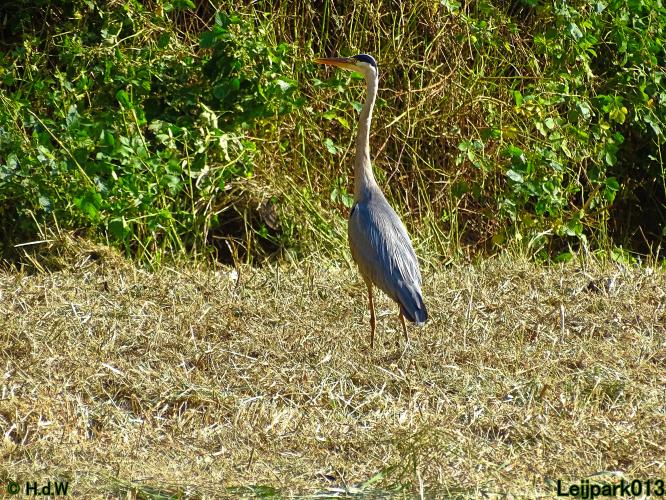 Leijpark013 10, 11 & 12 July 2021 