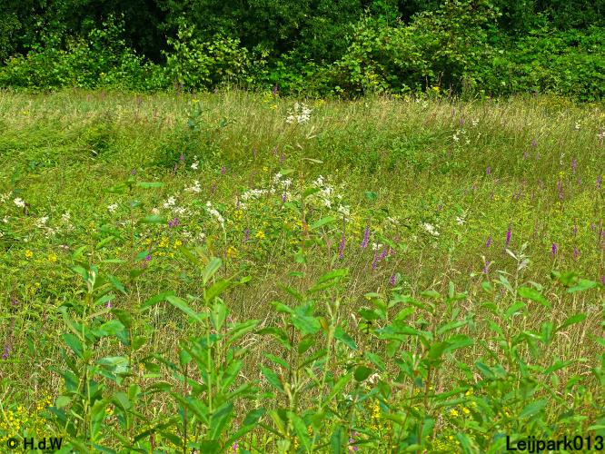 Leijpark013 10, 11 & 12 July 2021 