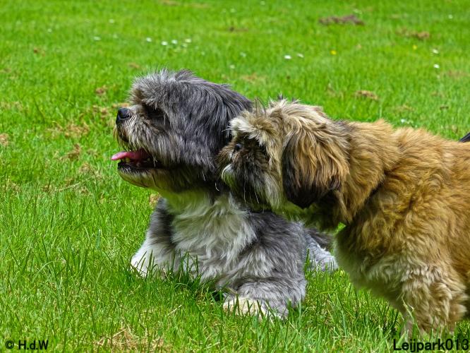 Leijpark013 12 juli 2021 Beestenboel 