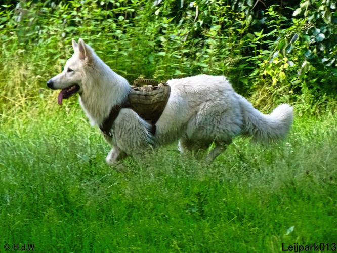 Leijpark013 12 juli 2021 Beestenboel 