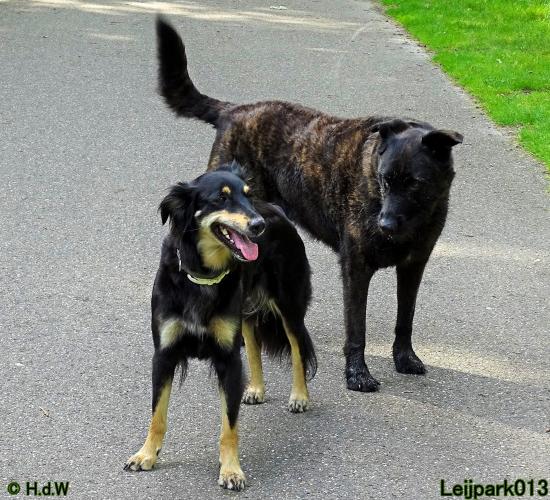 Leijpark013 12 juli 2021 Beestenboel 