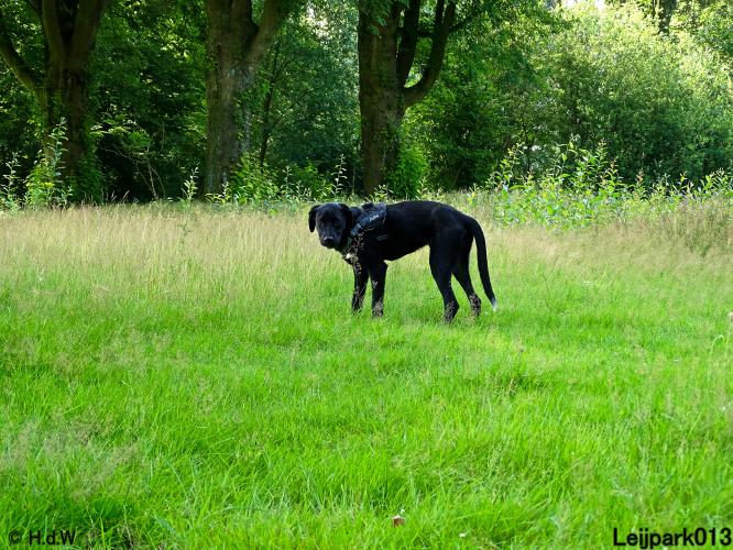 Leijpark013 12 juli 2021 Beestenboel 