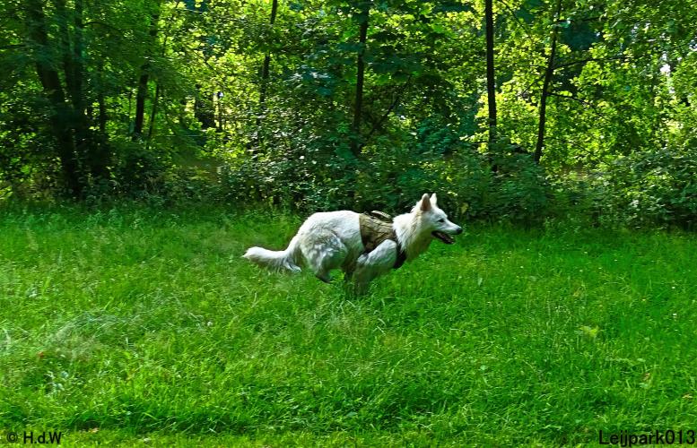 Leijpark013 12 juli 2021 Beestenboel 