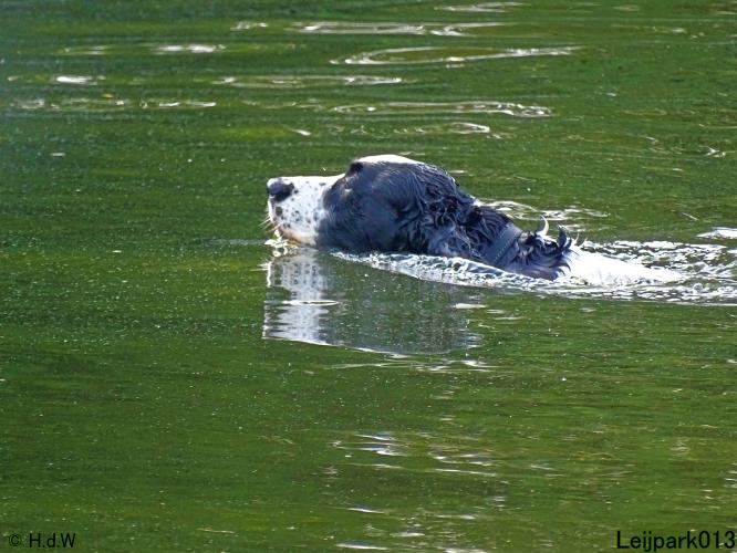 Leijpark013 12 juli 2021 Beestenboel 
