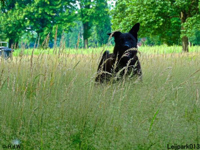 Leijpark013 12 juli 2021 Beestenboel 