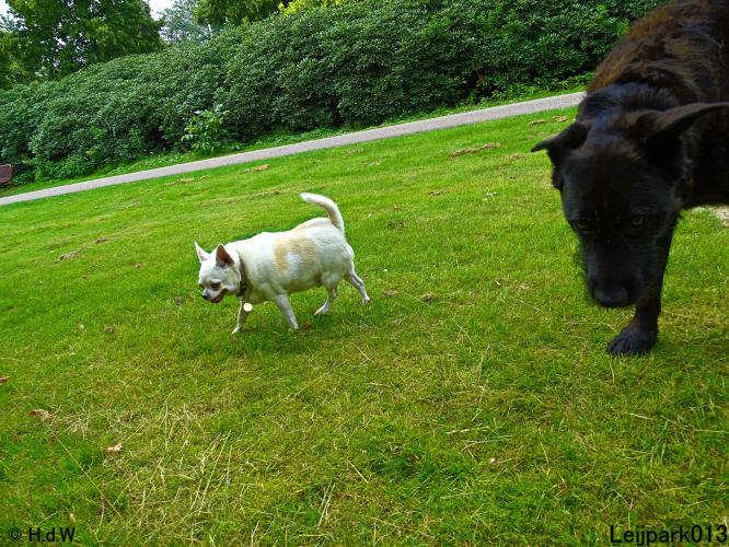 Leijpark013 12 juli 2021 Beestenboel 