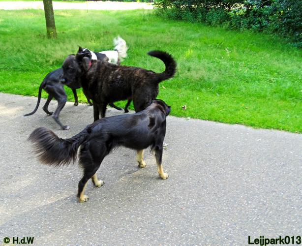 Leijpark013 12 juli 2021 Beestenboel 