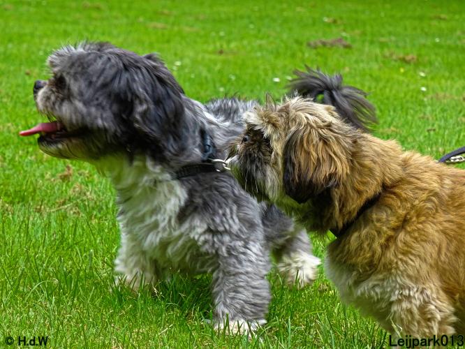 Leijpark013 12 juli 2021 Beestenboel 