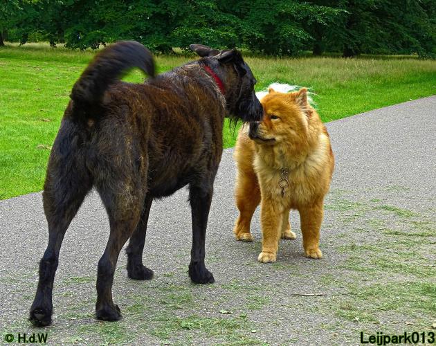 Leijpark013 12 juli 2021 Beestenboel 