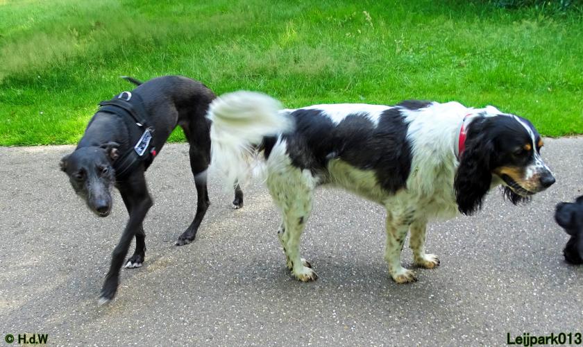 Leijpark013 12 juli 2021 Beestenboel 