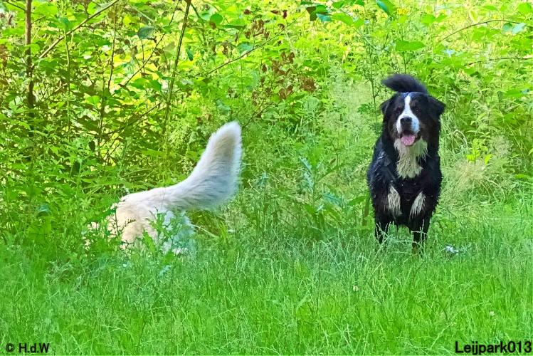 Leijpark013 12 juli 2021 Beestenboel 