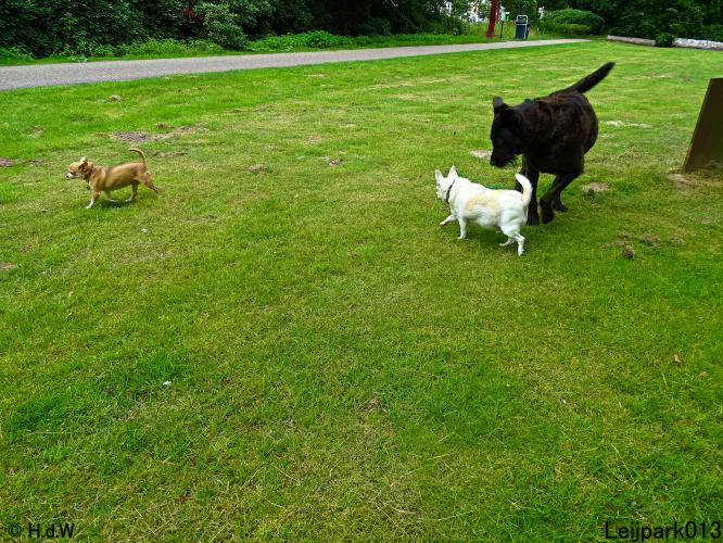 Leijpark013 12 juli 2021 Beestenboel 