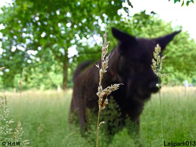 Leijpark013 12 juli 2021 Beestenboel 