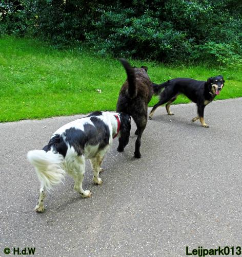 Leijpark013 12 juli 2021 Beestenboel 
