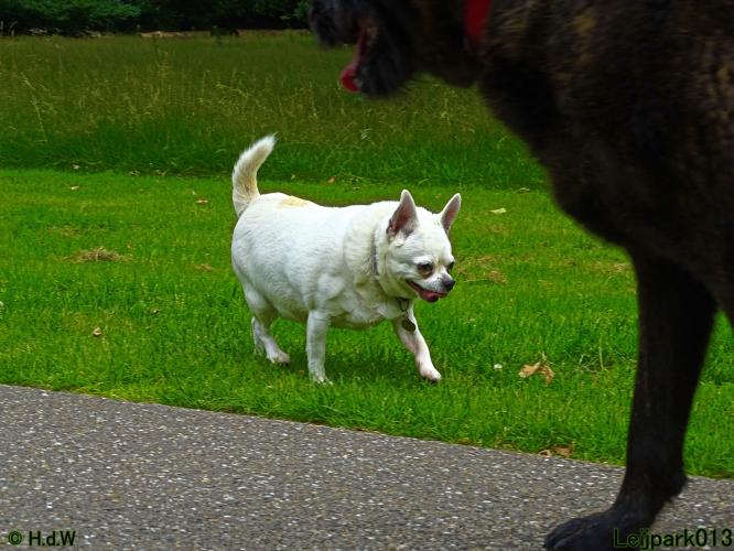 Leijpark013 12 juli 2021 Beestenboel 