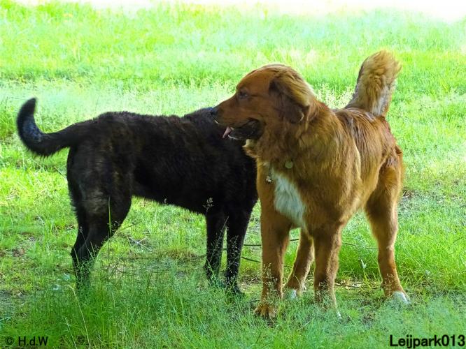 Leijpark013 12 juli 2021 Beestenboel 