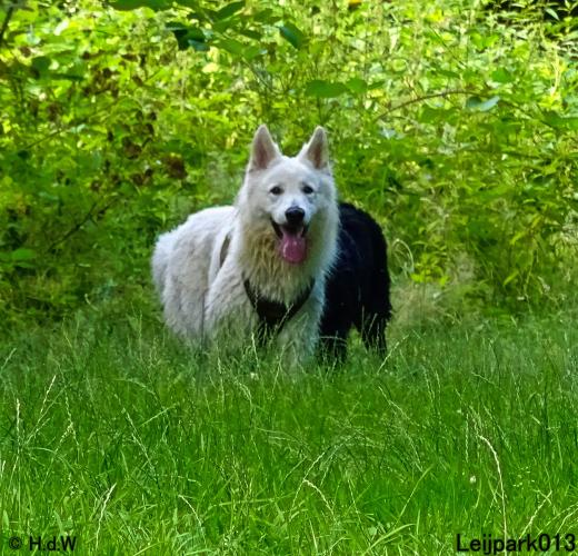 Leijpark013 12 juli 2021 Beestenboel 