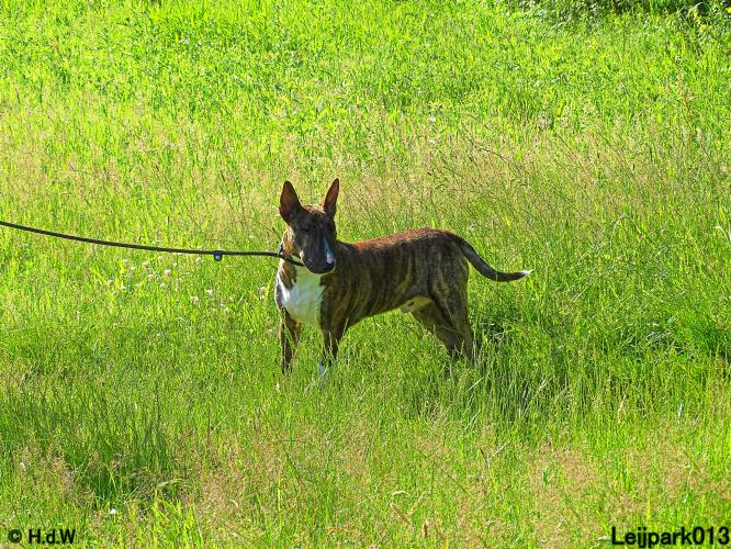 Leijpark013 12 juli 2021 Beestenboel 