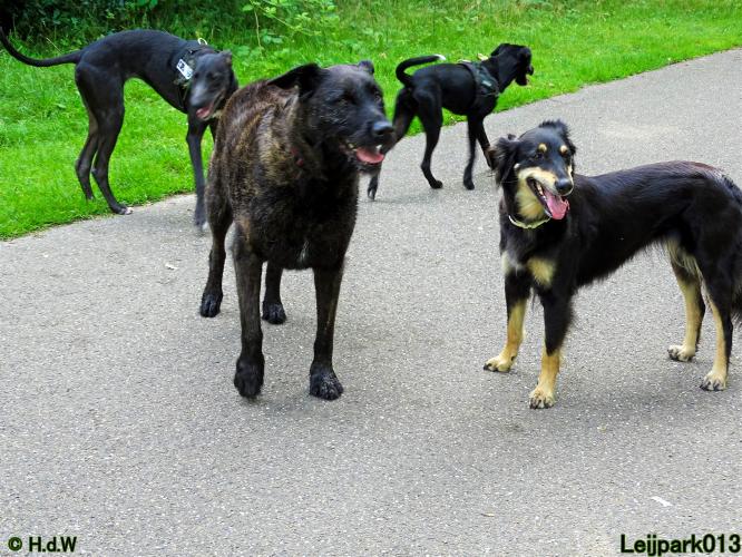 Leijpark013 12 juli 2021 Beestenboel 