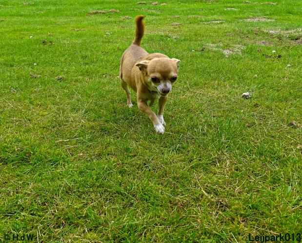Leijpark013 12 juli 2021 Beestenboel 