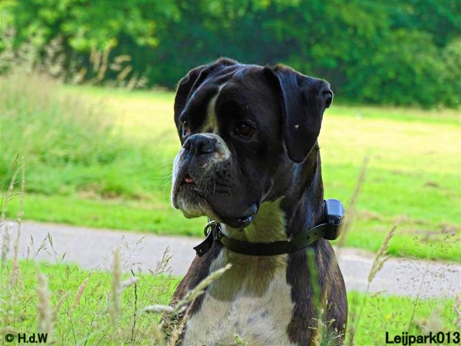 Leijpark013 12 juli 2021 Beestenboel 