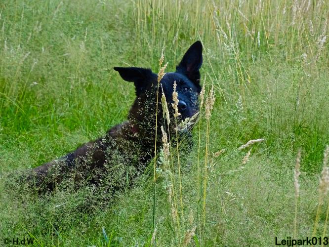Leijpark013 12 juli 2021 Beestenboel 