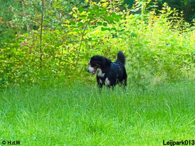 Leijpark013 12 juli 2021 Beestenboel 