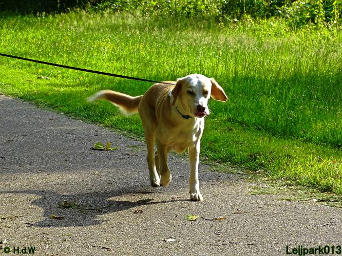 Leijpark013 12 juli 2021 Beestenboel 