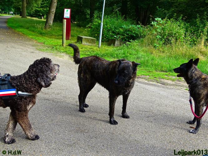 Leijpark013 12 juli 2021 Beestenboel 