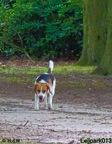 Leijpark013 12 juli 2021 Beestenboel 